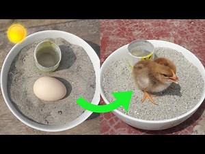 Sunlight incubator real hatching part-2 😮😮😮