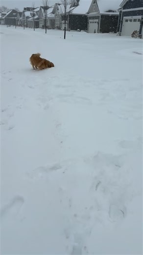Dom Tiberi and his dog Piper are enjoying the snow 🐶❄️ | 10TV - WBNS