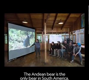 7.8K views · 865 reactions | Learn how the Andean bear helps to regenerate the forest in South America, playing a key role in moving seeds! This Earth Day National Geographic is celebrating the work of our Explorers. Ruthmery Pillco Huarcaya is a wildlife biologist who works on conservation and biodiversity projects in the rainforest of Costa Rica and Peru who talks about this topic. | National Geographic UK | Facebook