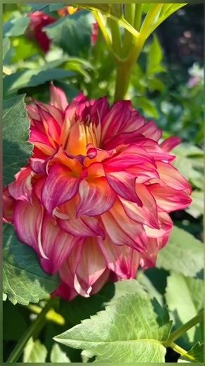growing dahlia flowers for beginners #@TahminaUK #how to grow dahlia flower in garden