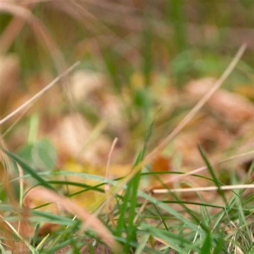 U.S. Fish and Wildlife Service on Instagram: "Highly territorial, extremely vocal, and undeniably cute. This is the endangered Mount Graham red squirrel. Found only in the upper elevation conifer forests of the Pinaleño Mountains of southeastern Arizona, these small squirrels feed primarily on conifer seeds. Biologists are able to estimate population size by searching for their middens (food storage piles) of cones. Even after a very dry winter and spring last year, the population has held stead