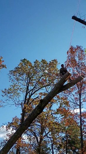 1.3K views · 23 shares | Tree trimming involves strategically...