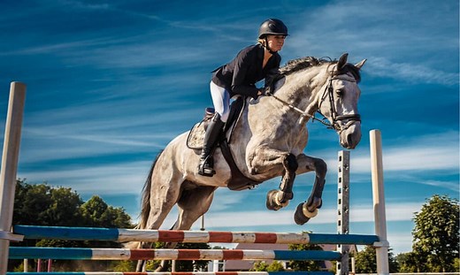 The 15 Best Horse Breeds To Use For Show Jumping