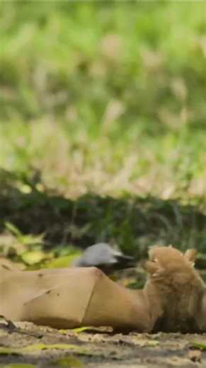 Discover the Importance of Lion Conservation at Felidae Sanctuary