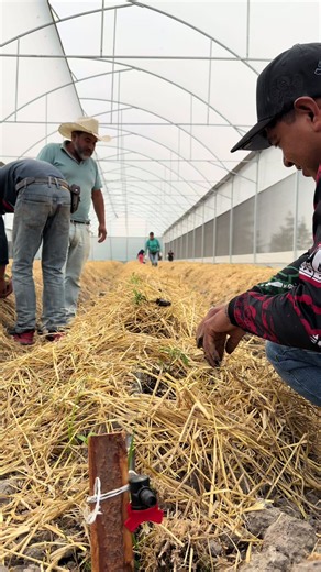 Nuevo invernadero que vamos a trabajar de manera orgánica. #agriculturaregenerativa #regeneraciondesuelo #tomates🍅 #agronomia