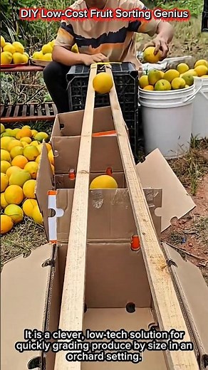 DIY Low-Cost Fruit Sorting Genius