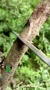 130K views · 418 reactions | Best grafting technique - olive tree grafting video #beautiful #nature #trending #shorts | Easy Grafting Techniques | Facebook