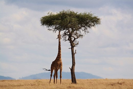 What giraffes know about breathing that doctors didn't | Discover Wildlife