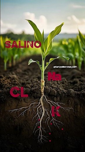 What happens to the soil when we apply muriate of potassium to saline soil? #agriculture #plants