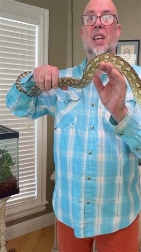 Female Possible Super Caramel Coastal Carpet Python to be posted to MorphMarket