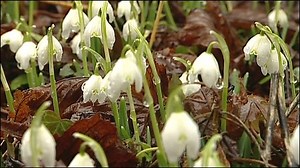 Snowdrop Spectacular at Launde Abbey