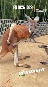 Mozzie Bite Leaves 'Roo Very Unhoppy