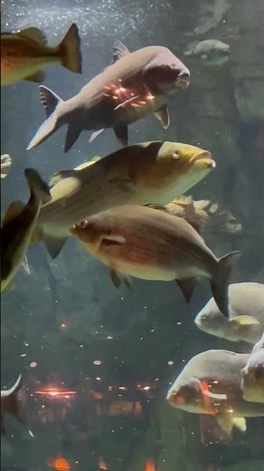 Bass Pro Shop at The Pyramid Memphis 🐟🎣