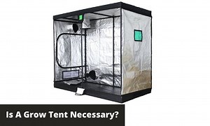 Is A Grow Tent Necessary? | GreenBudGuru