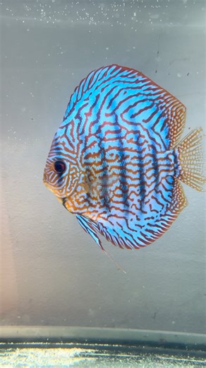 Today was maintenance day — substrate vacuuming and water changes in all aquariums. The breeding pairs received pre-prepared RO water. After the water change, all the fish look very happy and active, gathering at the glass waiting to be fed. 💙 #discusfish #aquariumhobby #fishkeeping #aquariumlife #aquariummaintenance #fishlover #tropicalfish #aquascape #fishofinstagram #discuslove #aquariumcleaning #ROwater #breedingpair #freshwaterfish #aquariumcommunity #fishobsession #discusadict #aquariumph