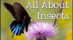 All About Insects for Children: Bees, Butterflies, Ladybugs, Ants and Flies