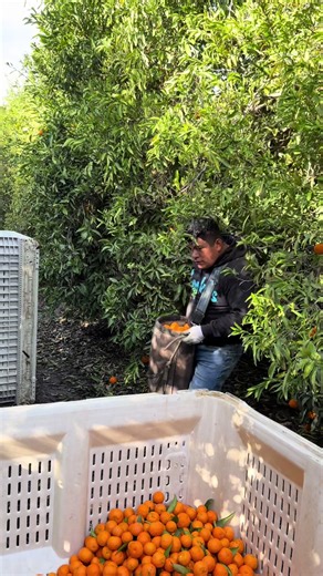 ¡Este trabajador pidió prestado 500 d0lares para pagar su renta! #SERGIOvasquez #comedia #rent #trabajoduro #pagoderenta