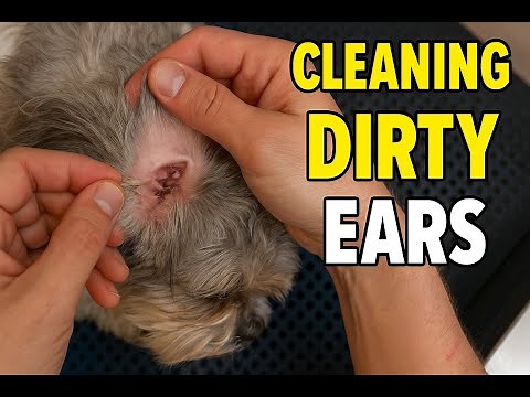 Dog Ear Cleaning (and Why You Should)