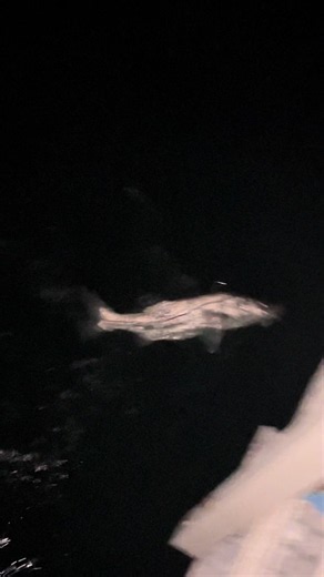 Toxic snook fishing @Tripp @321.moneychainman_ #fishing #fishtok #bigfish #snook #4u old fish filmed years back