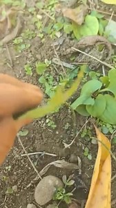 இலை பூச்சி Phyllium --- இவை அனைத்தும் அல்லாஹ் படைத்தவையாகும். ஸூரா லுக்மான் 11 | Dharga Town தர்கா நகர்