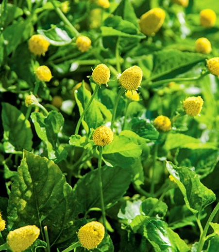 Battle Royale 101: The Toothache Plant vs. The Puncture Vine | The Weeds and Seeds Guy