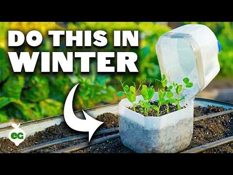 Why Smart Gardeners Plant These 12 Crops in Winter