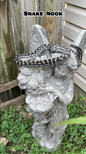 Rare Beauty: Inland Carpet Python, a rare sight in nature #snake #reptiles