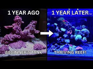 I Started A Nano Reef Tank With ZERO Experience - Here's What Happened (1 YEAR UPDATE!)