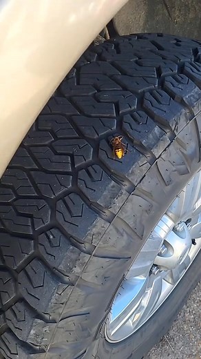 3K views · 31 reactions | #animal #petlover #insect #in | Rolling on Shittytire | Facebook