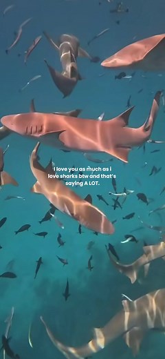 Understanding Sharks: Awareness and Conservation Efforts