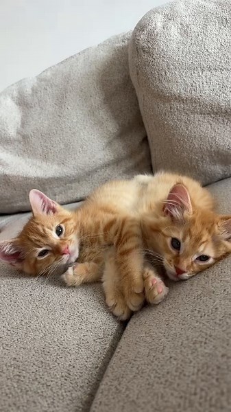 Angels #kitten #kitty