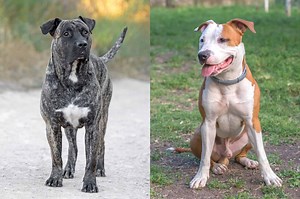 Presa Canario Pitbull Mix: Info, Pictures, Facts, FAQs & More
