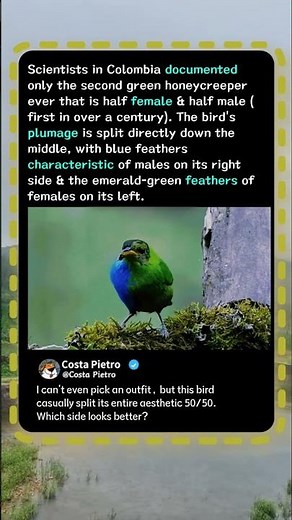 This Ultra-Rare Bird Is Split 50/50 Male and Female! 🦜 #Nature #Wildlife #Science