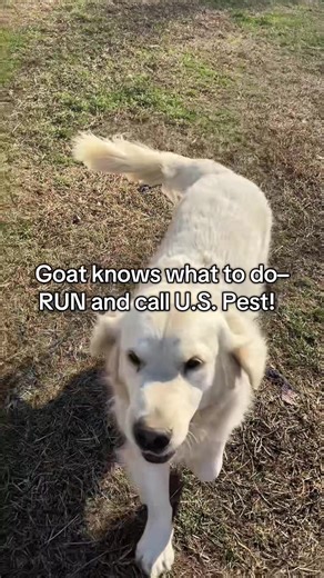 You heard Goat correctly. If you have a bad experience with pests around your home, don’t hesitate to run and call U.S. Pest for help. We’ll handle the bugs so your pets can play! 🐶🐜 Call us today! 📞 615.590.1260 #middletennessee #pestcontrol #pets #dogsoftiktok #bugtok