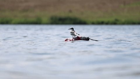 clip-4151279287-common-tern-perched-quietly-on-floating-buoy