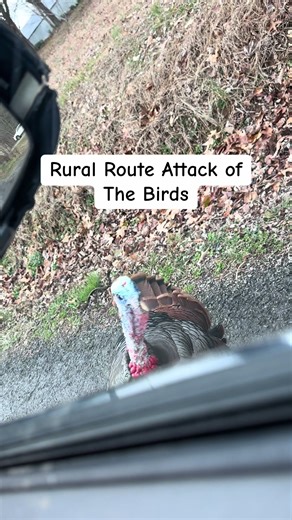 Gobble Gobble #usps #turkey #rural #tennessee #worklife