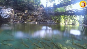 Meghalaya's Root Bridges Are A Natural Wonder | The Big Scope