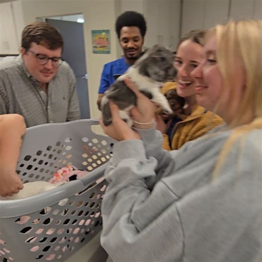 Village Veterinary Clinic on Reels