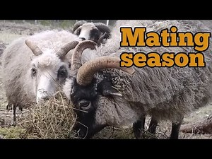 Mating season, romanse at the homestead ❤️ old Norse horned sheep breed 🐑