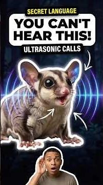 How Sugar Gliders Talk Using Sounds Humans Can’t Hear