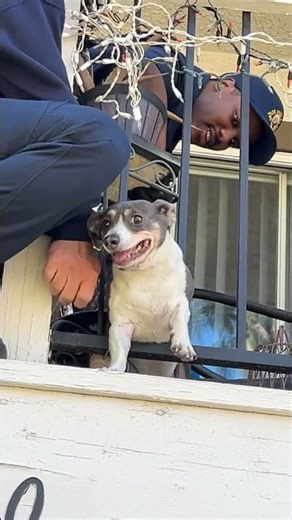 Firefighters Rescue Chubby Dog Stuck in Balcony Railing