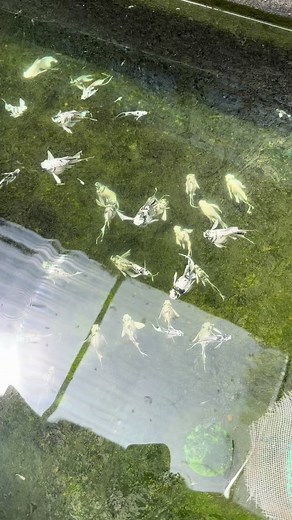 Molly Bến Tre trên TikTok