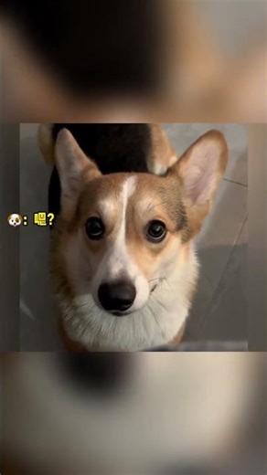 Repeat the Basics course#The joy of keeping a dog#The dog s confusing behavior#There are c