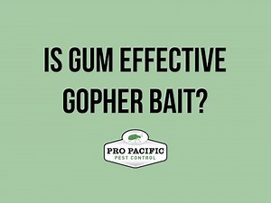 Is gum effective gopher bait?
