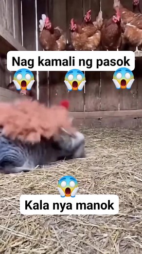 2.2K reactions · 44 shares | #reygalladiscar #reygallatv #viralvedeo #nagkamalingpasuk #pusa #cat | Rey Discar Galla | Facebook