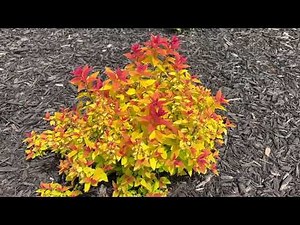 Spiraea Candy Corn Update