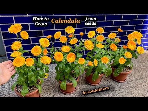 Growing Calendula Flowers from Seeds in Small Containers – Step by Step Guide