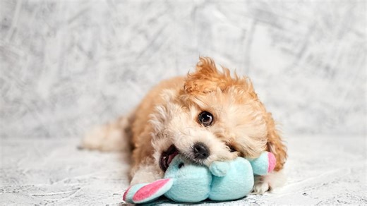 This Holiday Plush Is Becoming Every Pup's Favorite Friend