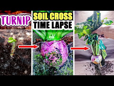 Growing Turnip From Seed To Harvesting Root (55 Days Time Lapse)