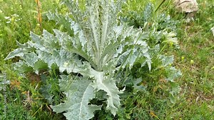 Silybum marianum plant, a medicinal plant glowing in the spring,